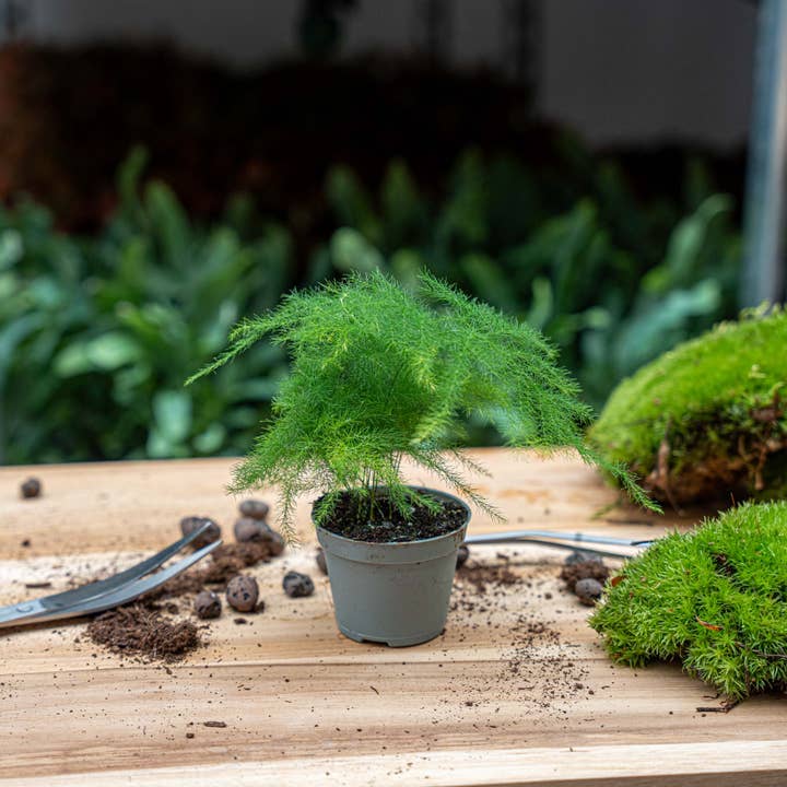 Trendhero.nl/b2b - Wholesale Live Plant - Asparagus - Potsize 6 cm - 15-20 cm high1