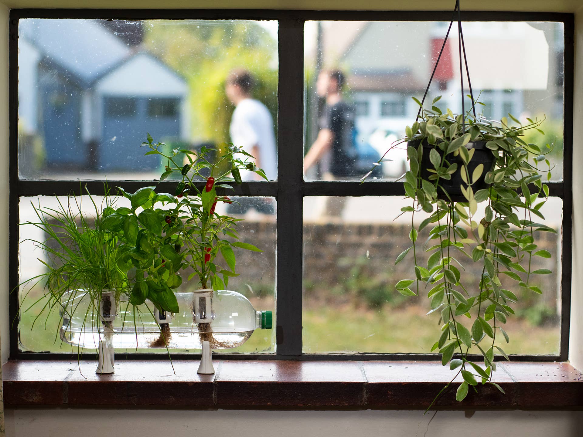 Shroot: Kabloom Seedboms – wholesale Plant seeds – The Bottle Farm - Hydroponic Garden Grow Herbs & Vegetables5