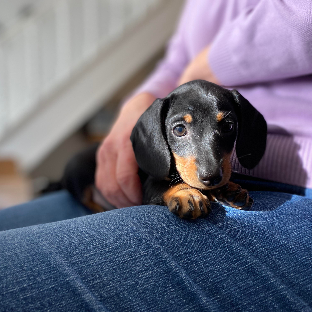 Masco Beauty - Wholesale Pet Shampoo - Dog - Short hair dog shampoo for teckels5