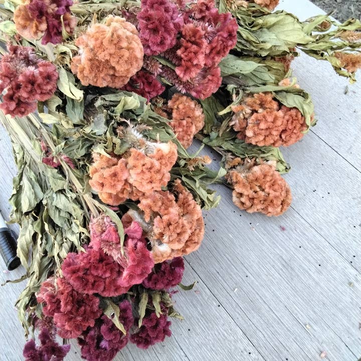 Alissas Flower Farm - Wholesale Dried/Pressed Flowers - Dried Celosia, Comb8