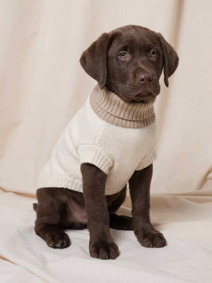 PULL EN CACHEMIRE POUR CHIEN BLOCS DE COULEUR IVOIRE pour la vente par bobbin & tricot