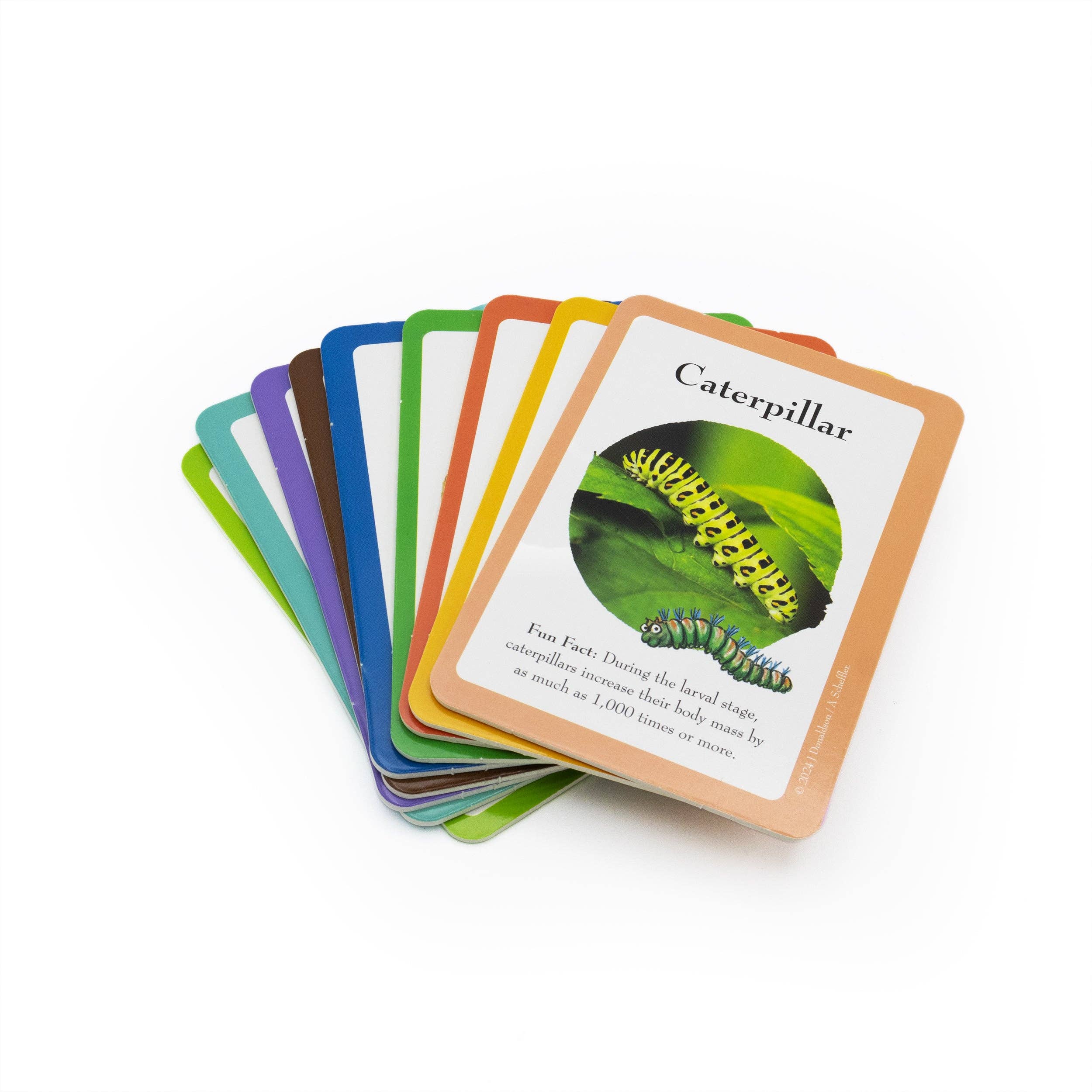 Robert Frederick Ltd – wholesale Toy set – Kids – The Gruffalo Bug Spotter Activity Set1