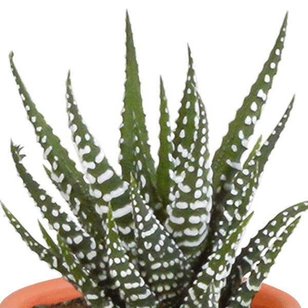Oasis of Life - Wholesale Succulent - Cacti and Succulents Mix – 15 Plants – Ø5.5cm Houseplants – Various Species like Cereus, Echeveria, Haworthia & Crassula – Easy-care Mini Plants for Decoration, Office & Home5