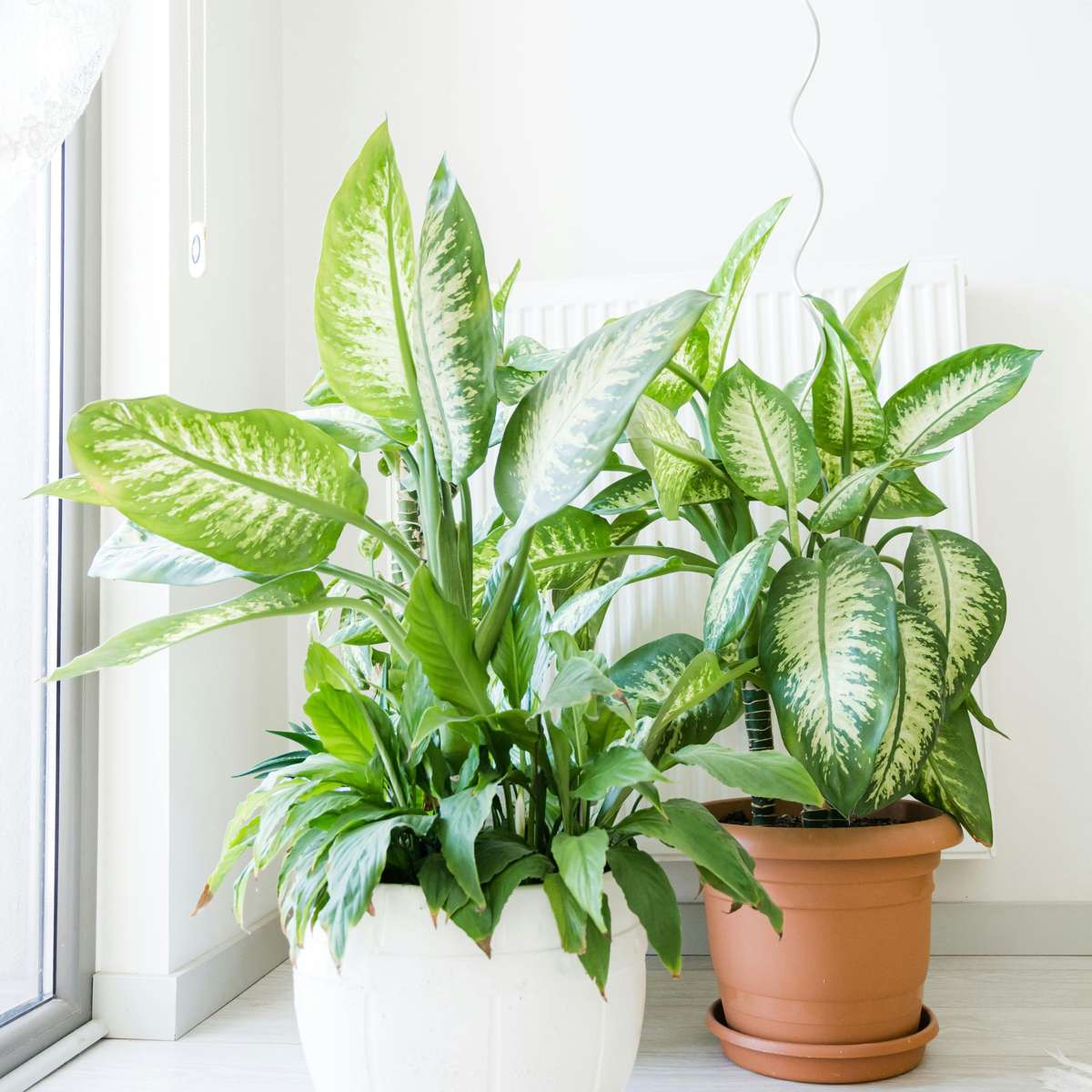 Oasis of Life - Wholesale Live Plant - Dieffenbachia 'Tropic' – Arum Houseplant – Height 70–80cm – Ø24cm – Tropical Green Plant with Patterned Leaves – Air-Purifying & Easy to Care for – For Living Room & Office2
