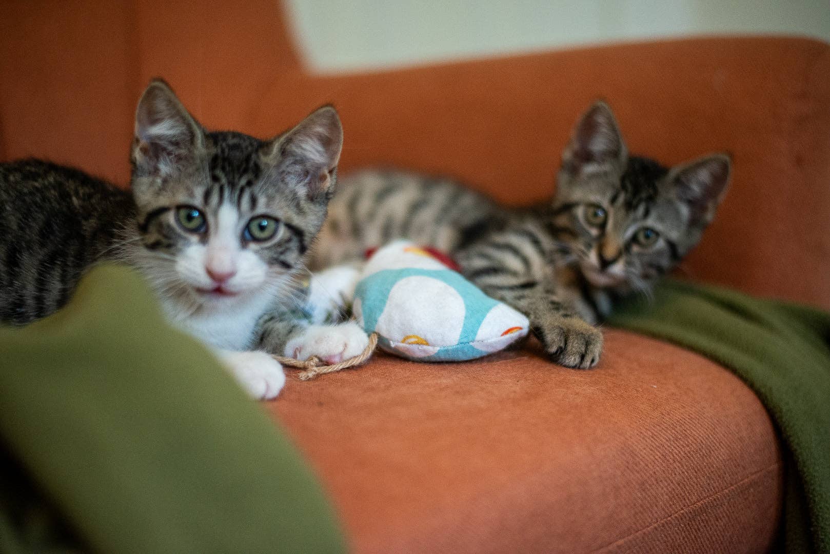 Planet B, Inc. - Wholesale Pet Toy - Cat - Scrap Fabric Cat Toys4