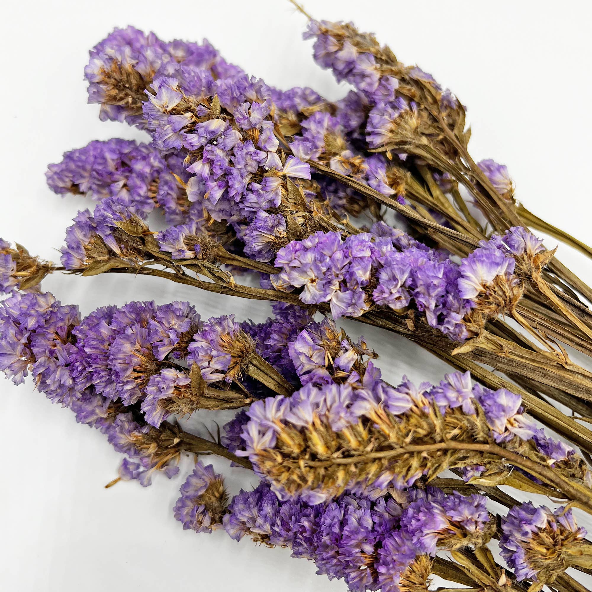 2626 Designs – Flores secas/prensadas por atacado – Ramos de Miosótis Preservados Secos 53 cm Várias Cores3