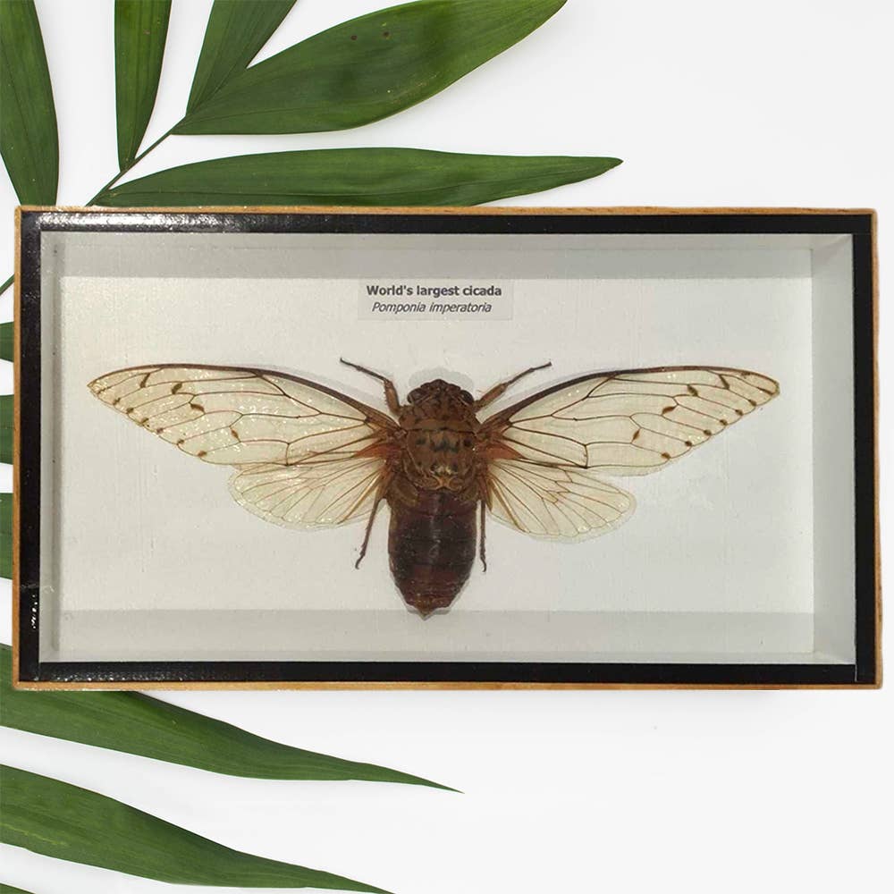 VIE - Wholesale Wall Accent - Framed Insect, Assorted44