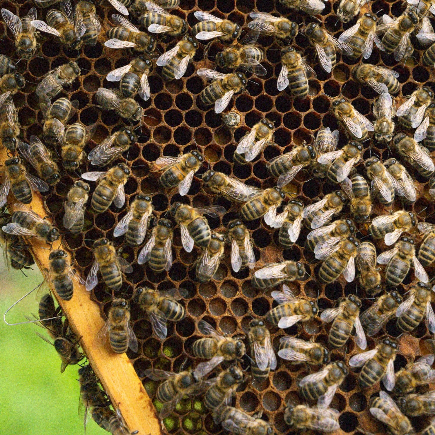 The Honey Project - Vendita all'ingrosso Miele - Incomparabile Runny4