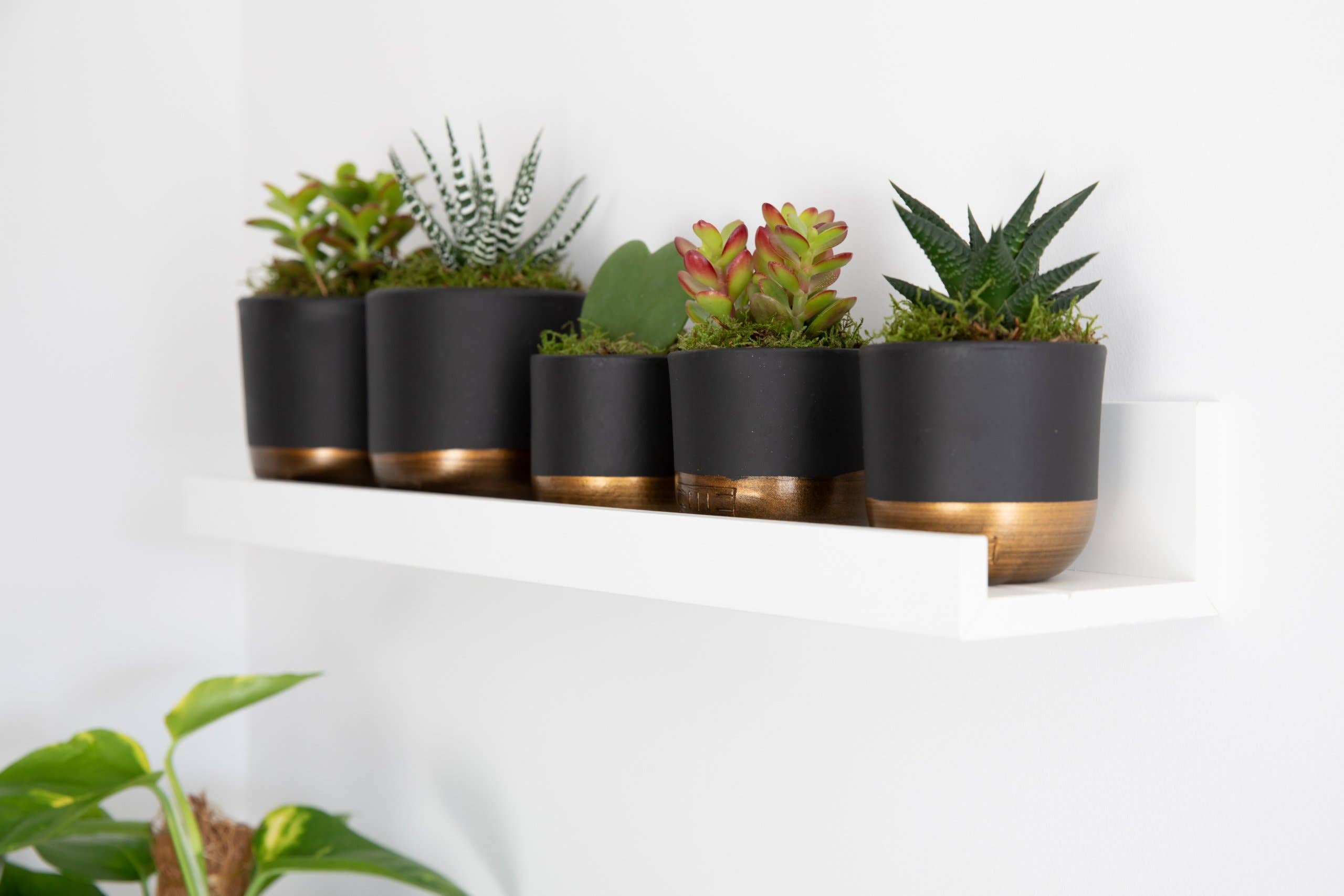 The Little Botanical - Wholesale Plant Pot - Indoor Metallic Dipped Pot/ Planter3