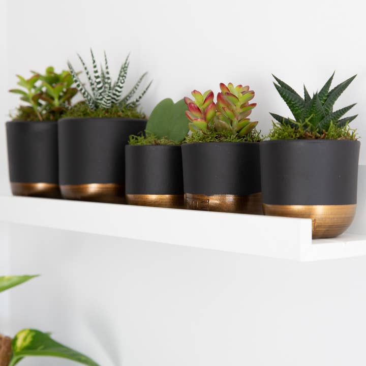 The Little Botanical - Wholesale Plant Pot - Indoor Metallic Dipped Pot/ Planter3