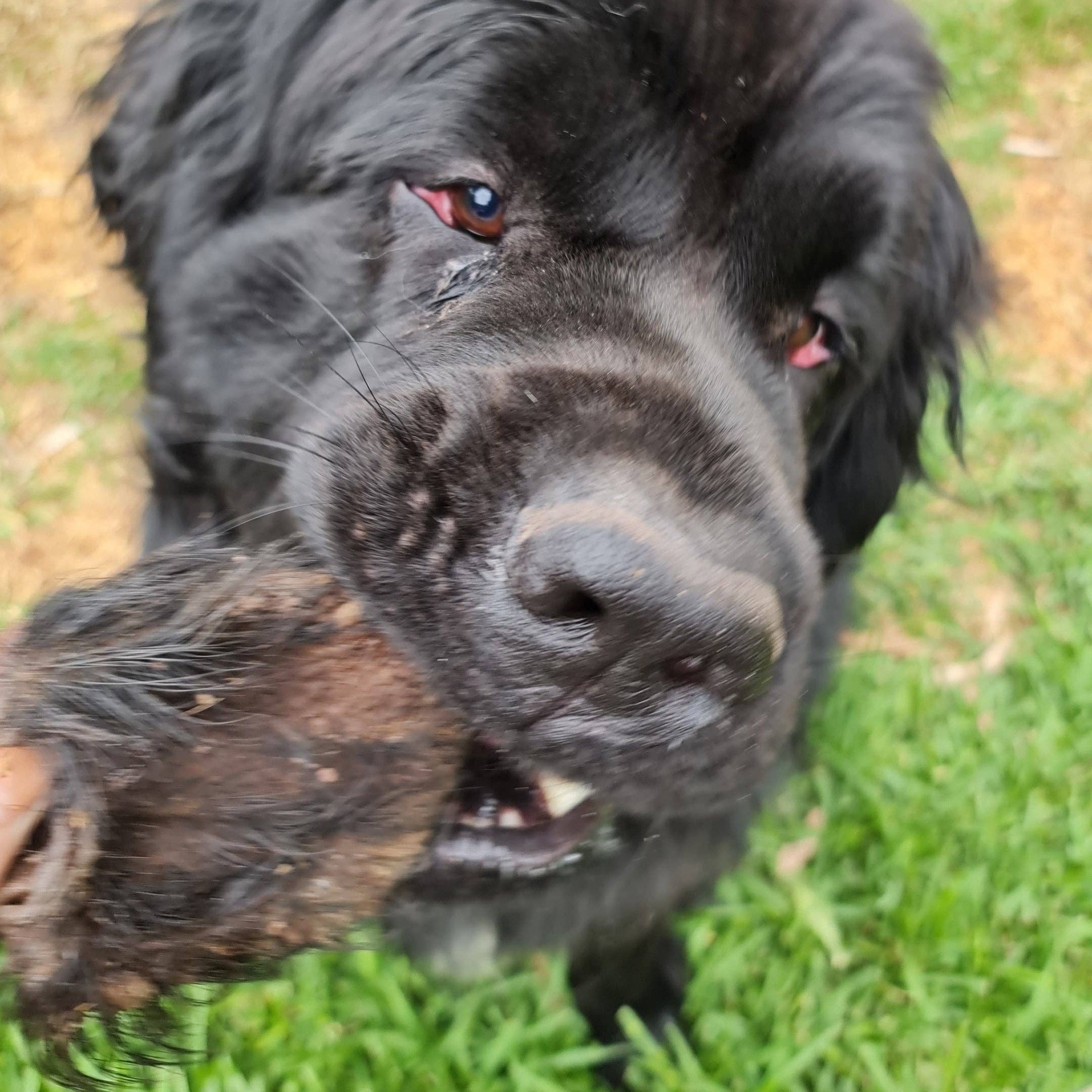 Rover Pet Products - Wholesale Pet Treats - Dog - Don't Be Boaring - Boar Ears13