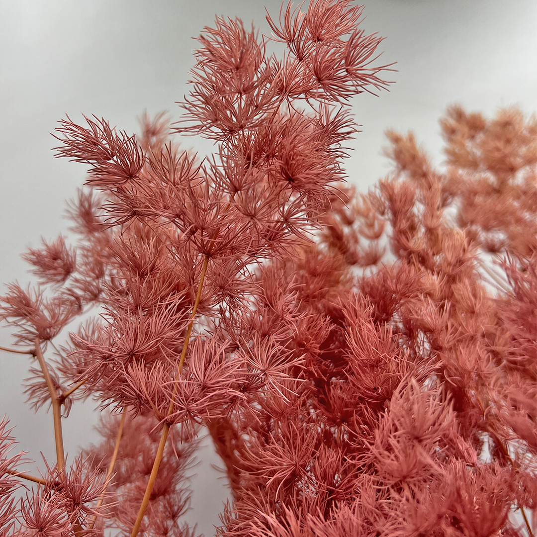 2626 Designs - Venta al por mayor Flores secas/prensadas - Helecho Espárrago Preservado, de 30 a 50 cm de largo21