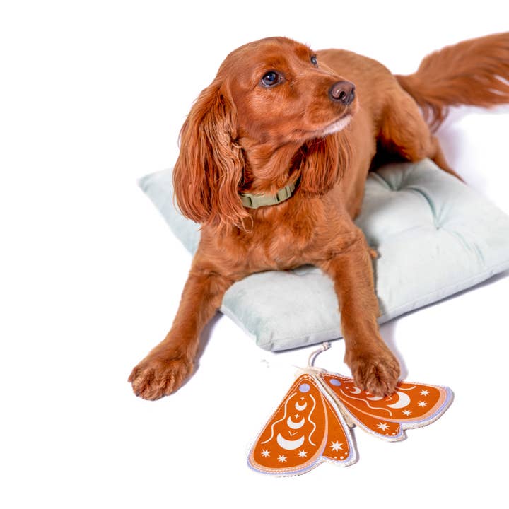 Awoo - Wholesale Pet Toy - Dog - Canvas Luna Moth Toy - Casepack - Last Chance2