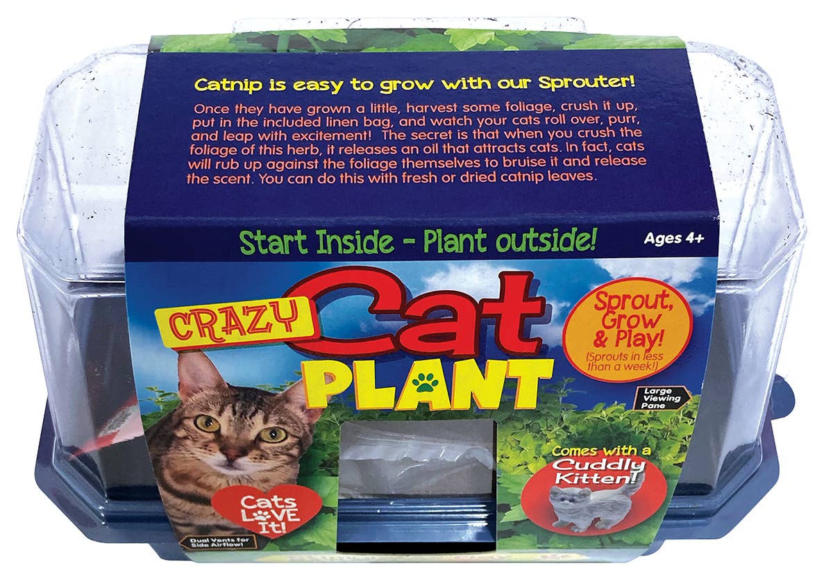 Silver Circle Products - Wholesale DIY Craft Kit - Crazy Cat Plant Mini World Terrarium 5