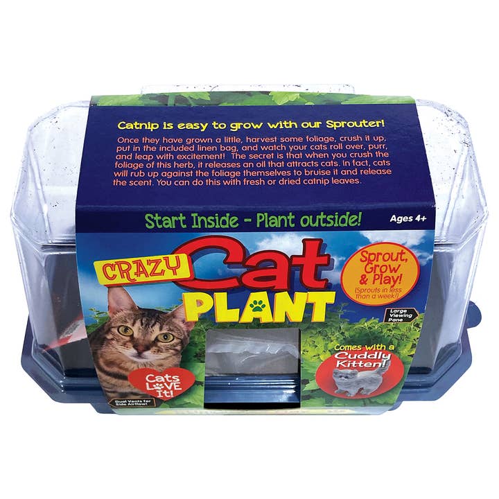Silver Circle Products - Wholesale DIY Craft Kit - Crazy Cat Plant Mini World Terrarium 5
