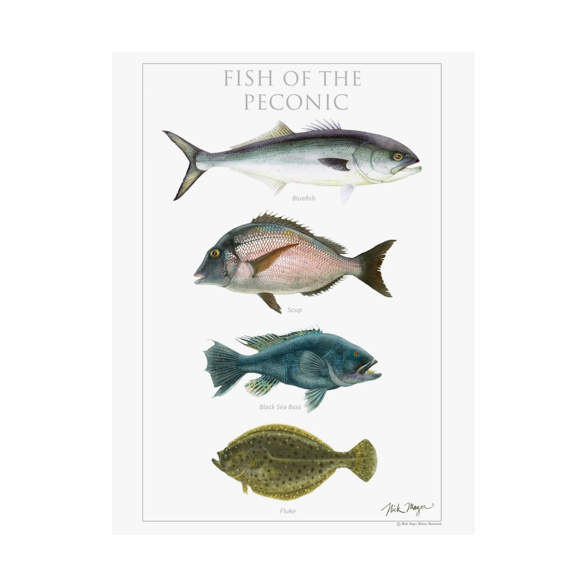 Nick Mayer Art - Wholesale Poster - Fish of the Peconic Poster4