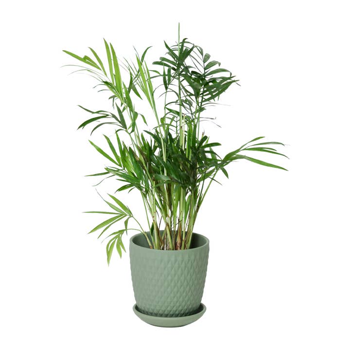 Chive - Wholesale Plant Pot - Handmade Ceramic Virago Pots | Artisan Plant Planters60