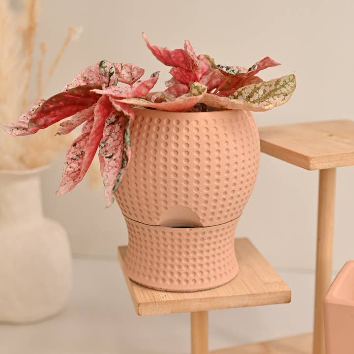 Dottie Self Watering Pot for wholesale by The Curated Jungle