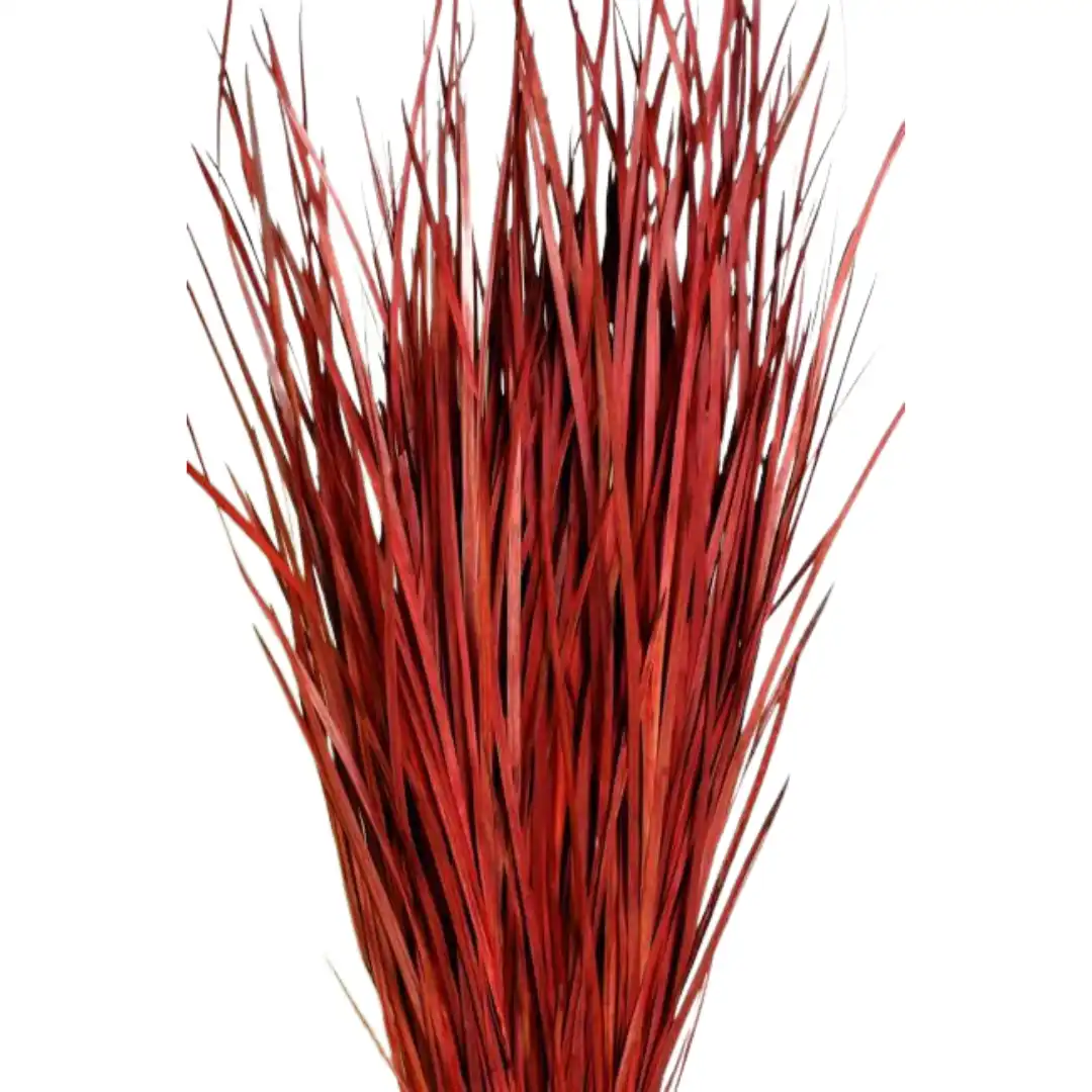 Botanico Ltd. - Vente Fleur séchée/pressée - Herbe Sauvage4