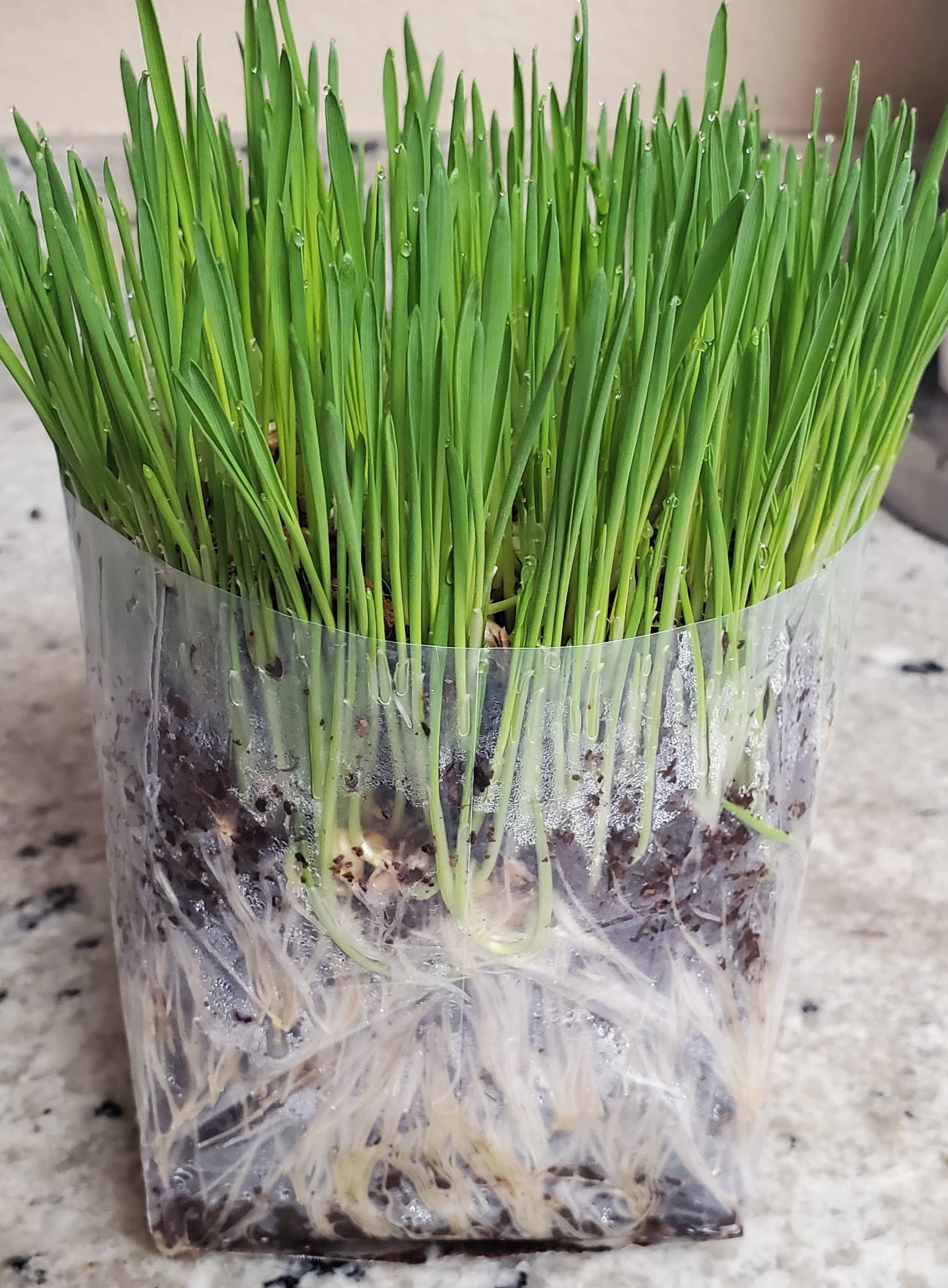 Vitality Farms Company – Engroshandel Plantefrø – Mikrogrønt Dyrkningssæt (Individuelt)4