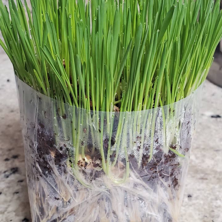 Vitality Farms Company - Wholesale Plant Seeds - Microgreen Grow Kit (Individual)4