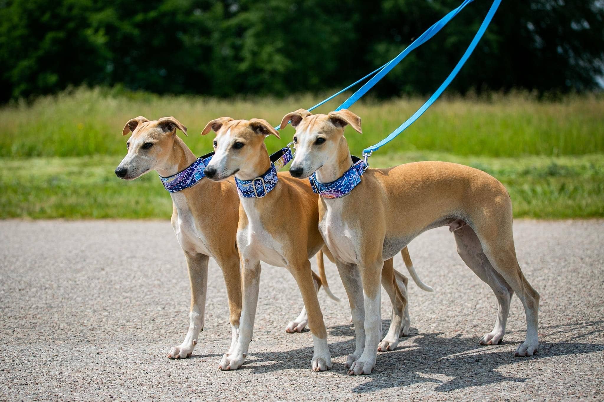 Distinguish Me – trela - Cão por atacado – Antiderrapante | Trela para Cão à Prova de Água PVC Hexa | Azul Céu6