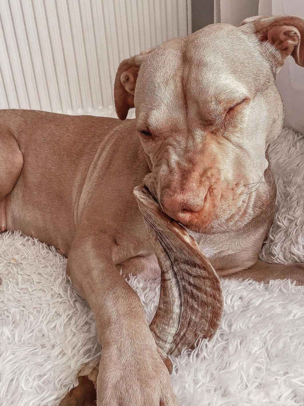 Truffe Délice - Wholesale Pet Chew Toy - Dog - Sheep horn1