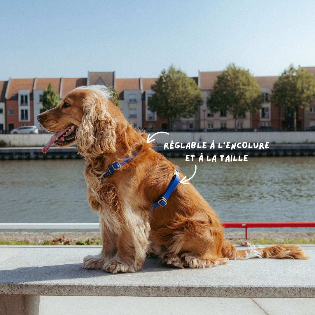 Oscar & co - Wholesale Pet Harness - Dog - Waterproof dog harness - colors of your choice3