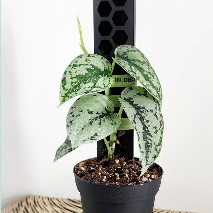 PlantBay - Wholesale Trellis - Moss Pole D shaped Stackable in Clear & Semi Transparent