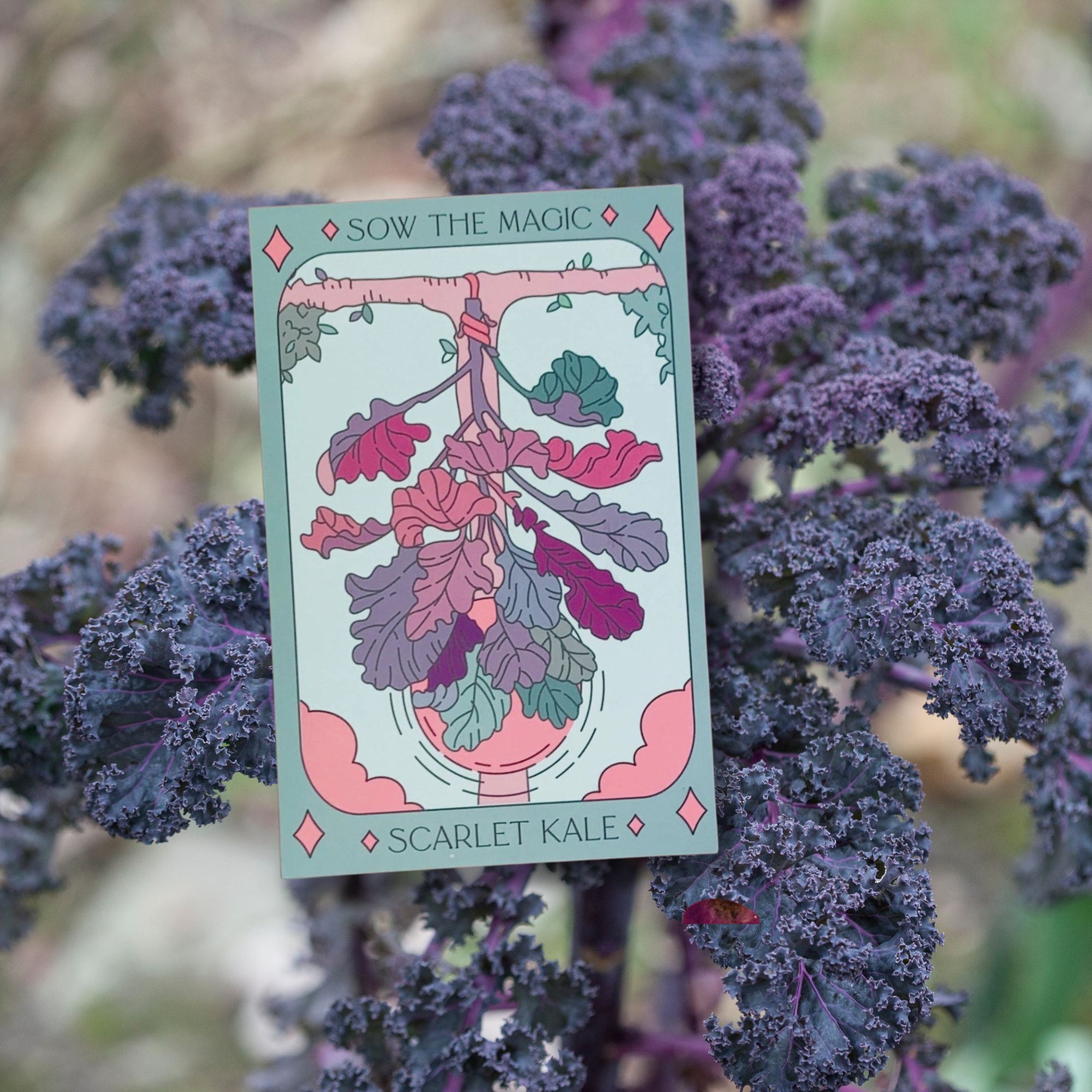 Sow the Magic – Engroshandel Plantefrø – Scarlet Kale Tarot Frøpakke5