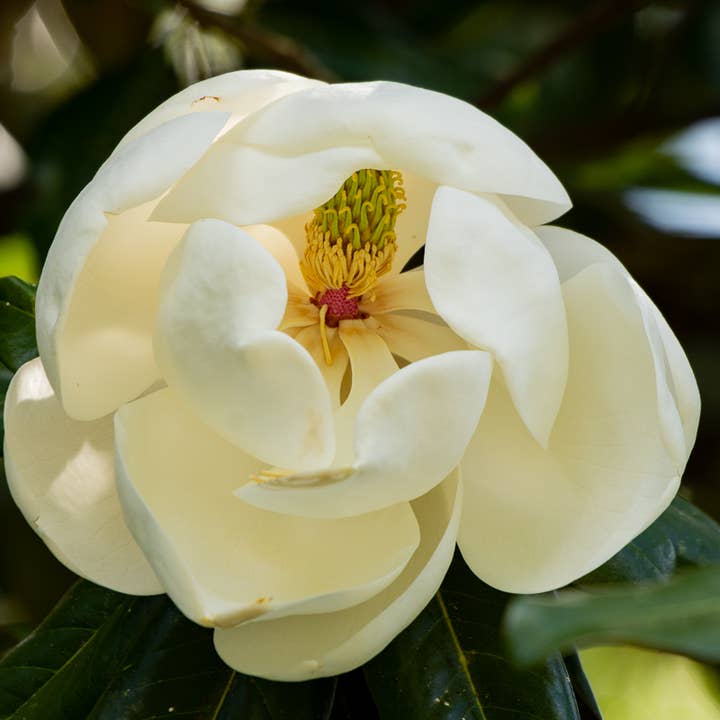 Magnolia photograph, signed and matted for wholesale by Wren
