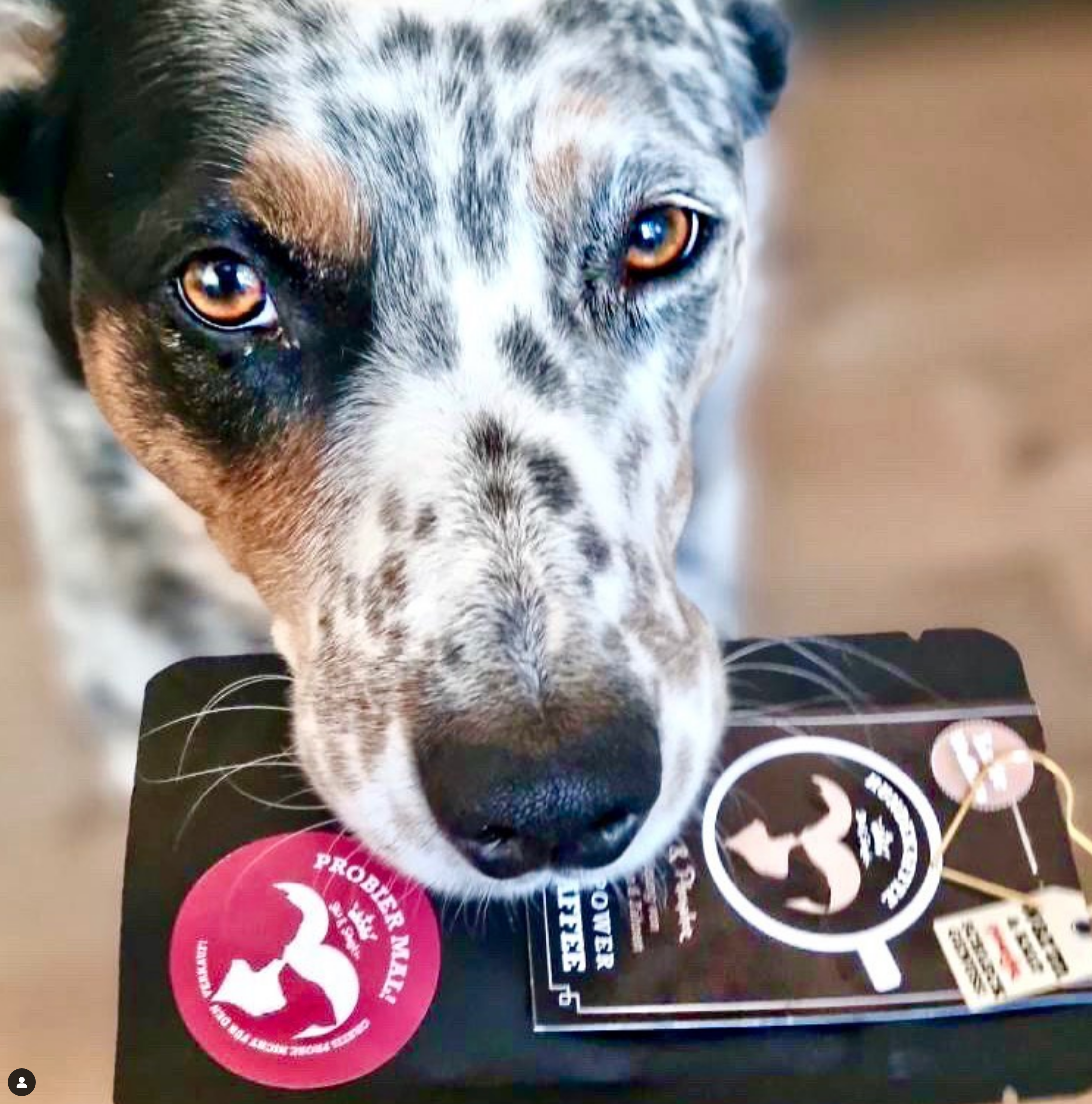 Meister Handelsmarken GmbH - Vente Nourriture – chien - CHAI BELLO café instantané énergétique pour chiens7