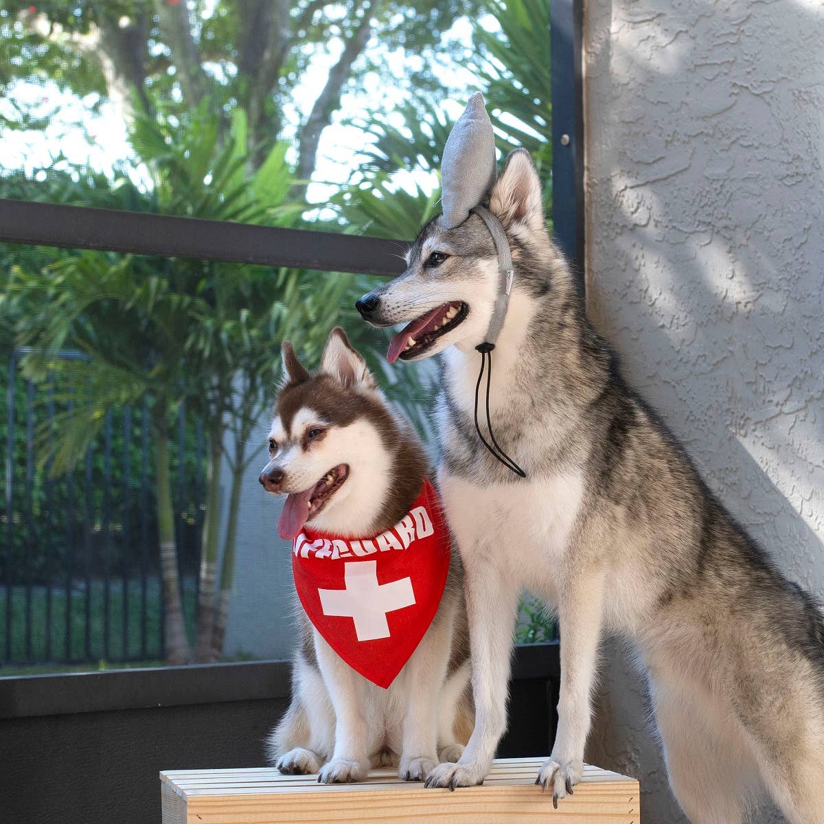 Midlee Designs – Disfarce – Gato e cão por atacado – Fantasia de cachorro de Halloween Midlee Shark vs. salva-vidas14