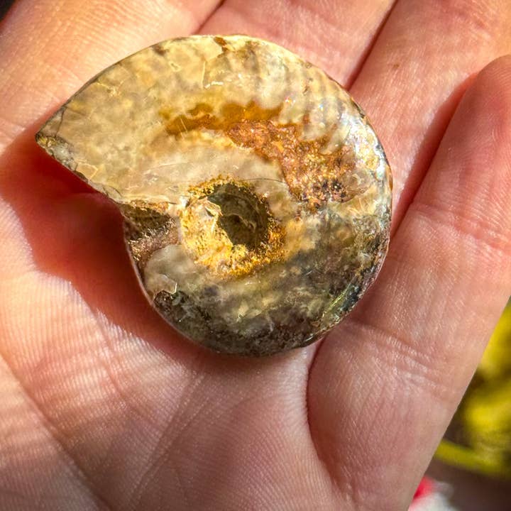 Mandala Gems - Wholesale Decorative Tabletop Object - Fire Ammonite Shell Fossil, Fire Ammonite, Fossil Decor, Natural Art, Decorative Fossils, Ammonite Fossil