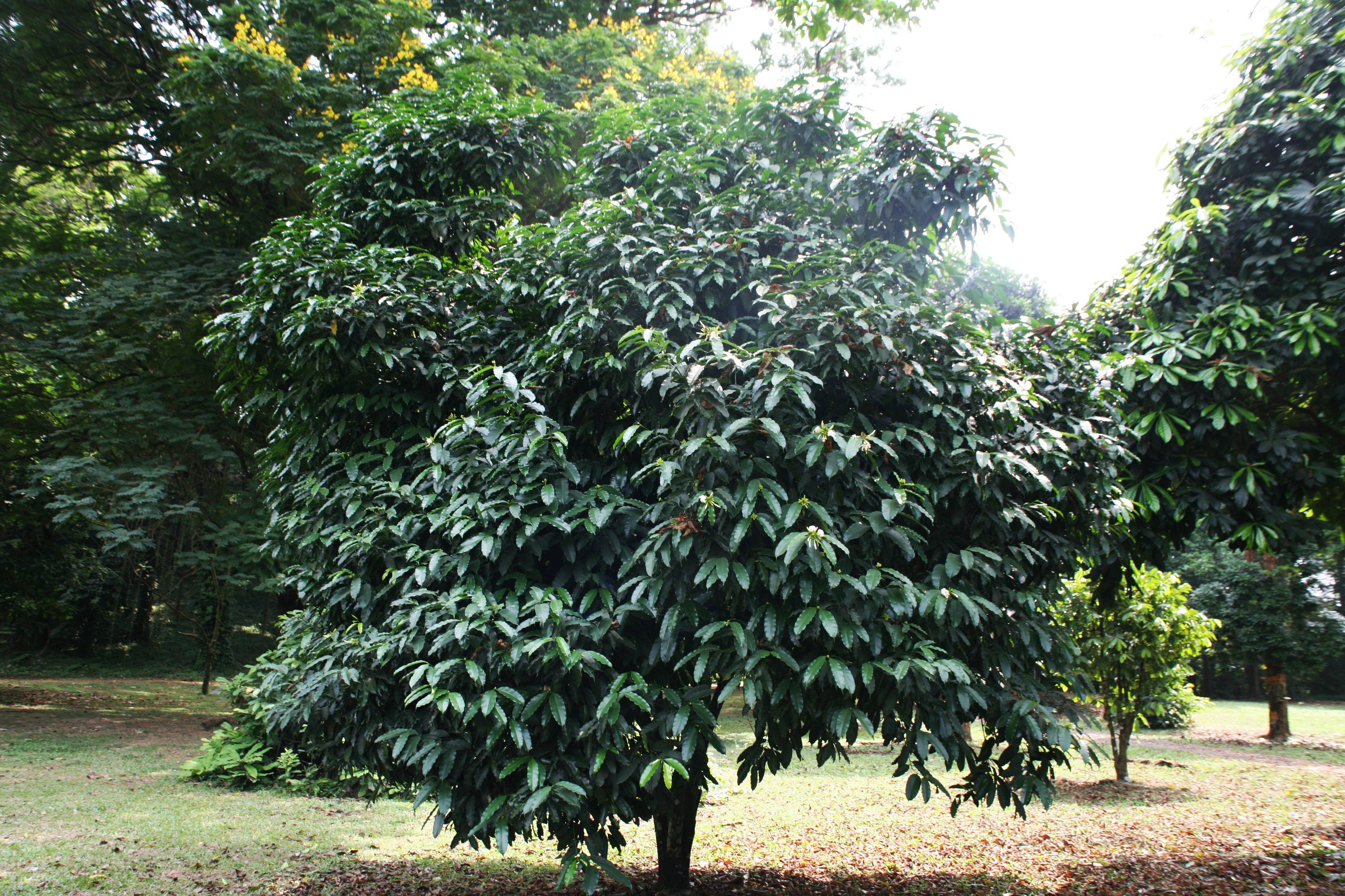 Akuamma Seed Company - Venta al por mayor Suplementos/vitaminas para beber - Cápsulas de semillas de Akuamma, extracto de Picralima nitida, proporción 20-17