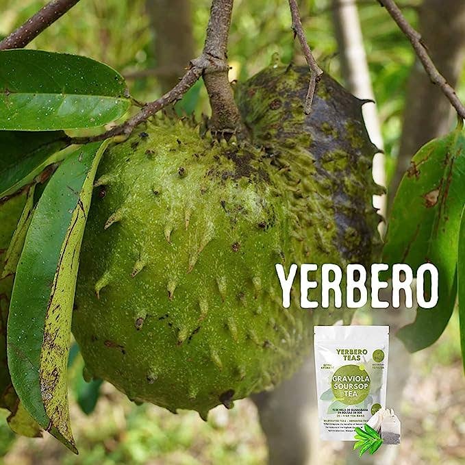 YERBERO - Wholesale Loose Tea - Yerbero - Whole Dried Graviola Soursop Leaves (4 oz - 330+ Leaves Per Bag) Hoja De Guanabana Seca4