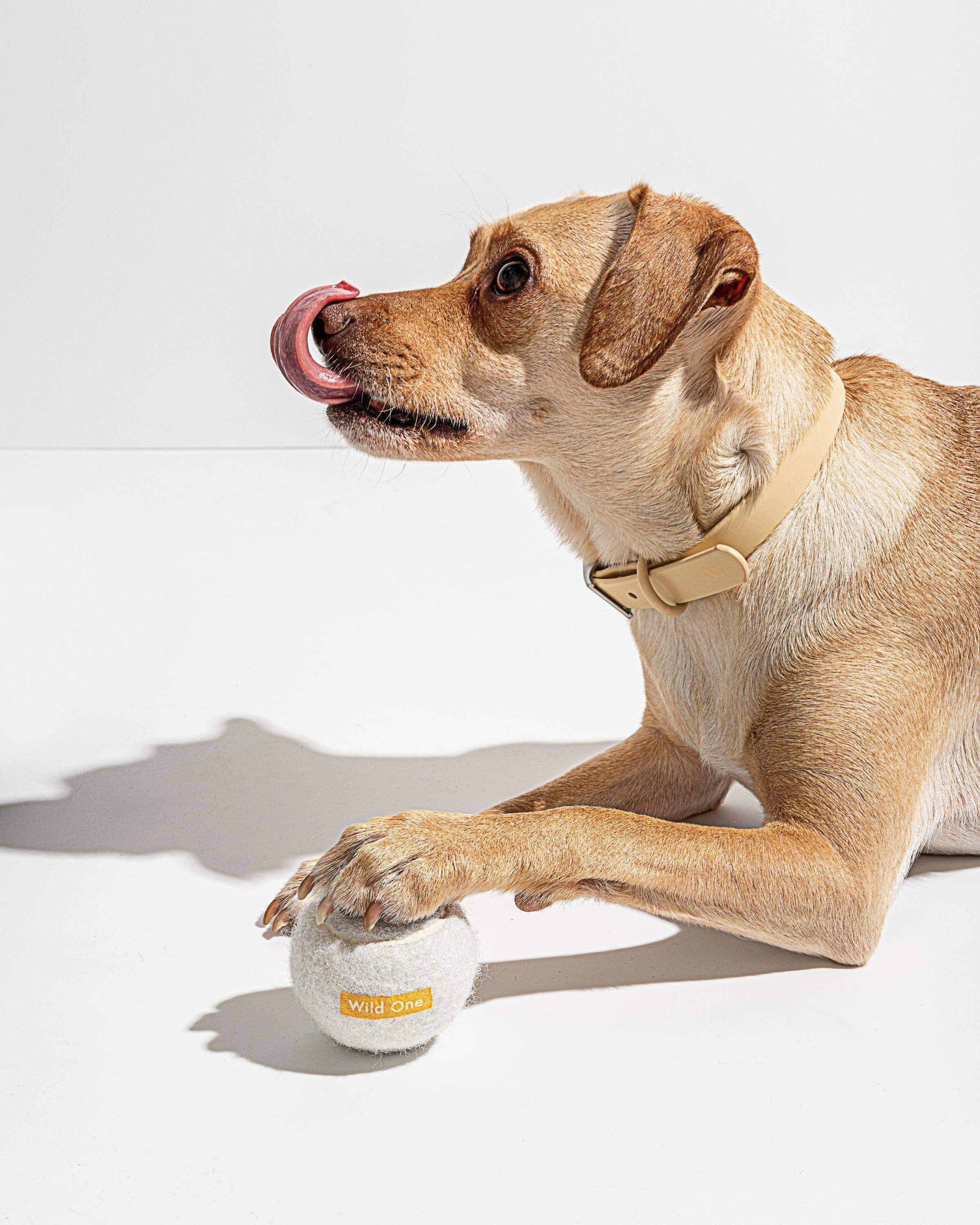 Wild One - Wholesale Pet Fetch Ball - Dog - 4 Tennis Balls6