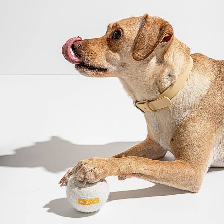 Wild One - Wholesale Pet fetch ball – Dog - 4 Tennis Balls6