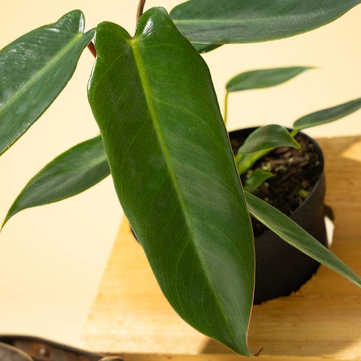 BWH Plant Co - Wholesale Live Plant - 4" Philodendron 'Spiritus Sancti'3