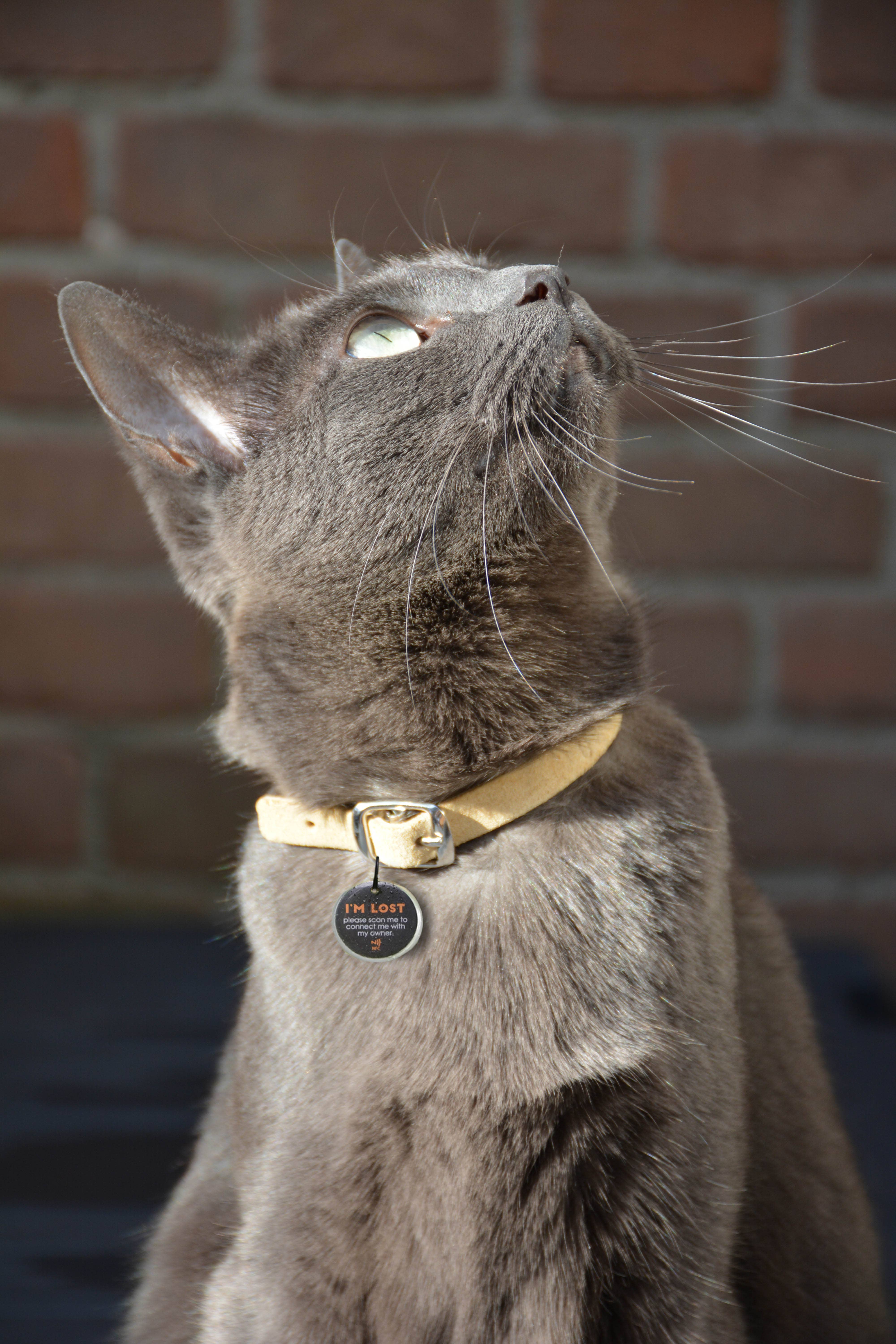 Hofman Animal Care - Wholesale Pet Collar - Cat/Dog - Spotted! Pro Dog & Cat S2