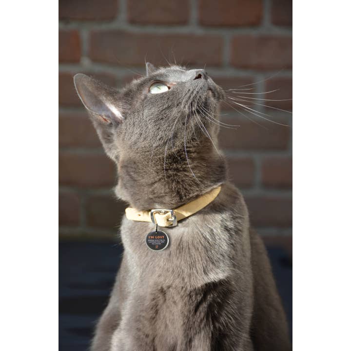 Hofman Animal Care - Wholesale Pet Collar - Cat/Dog - Spotted! Pro Dog & Cat S2