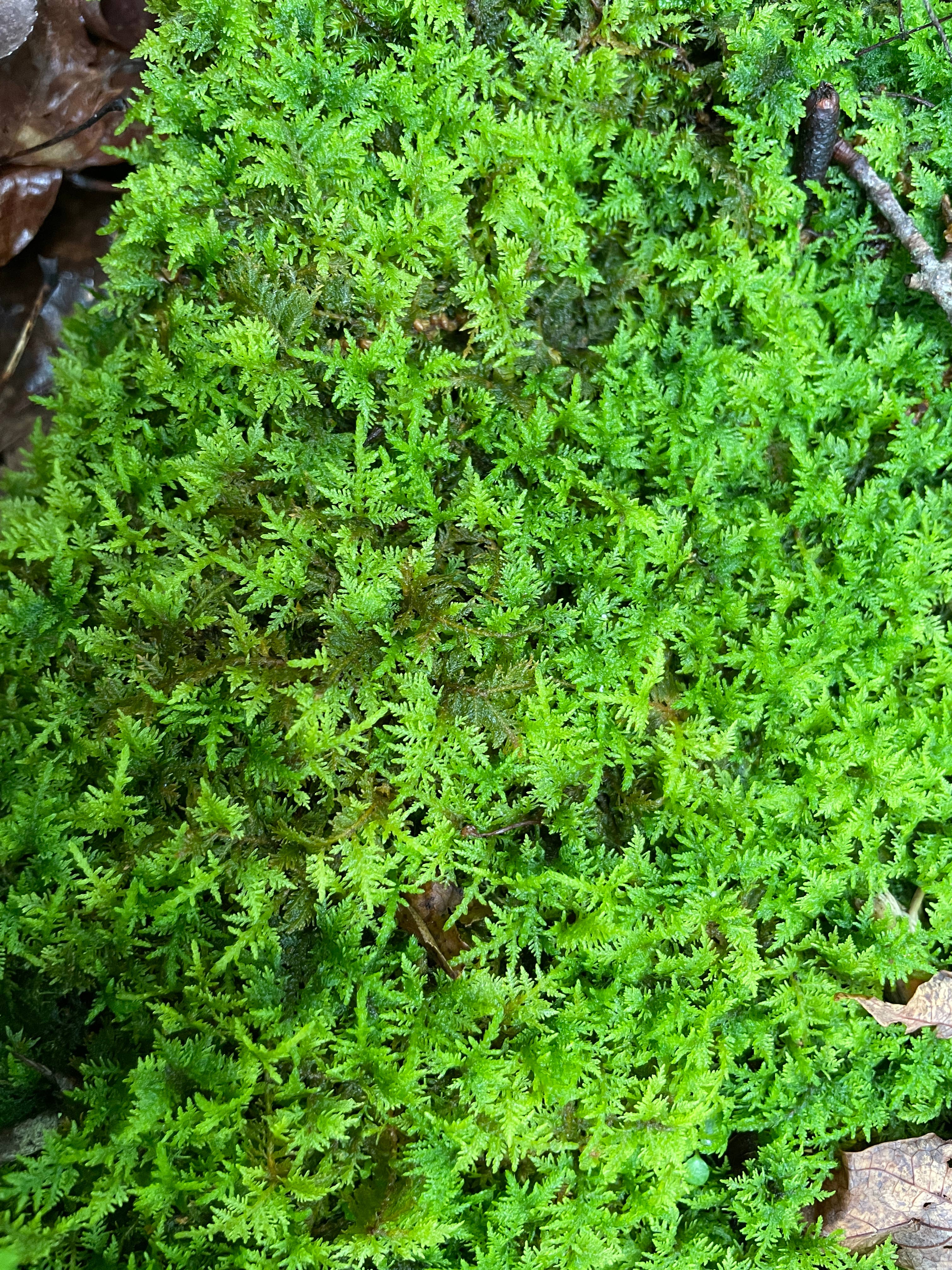 Moss & Stone Gardens – Großhandel Pflanzen – Lebendes Farnmoos (1-1000 sq ft) – Thuidium delicatulum5