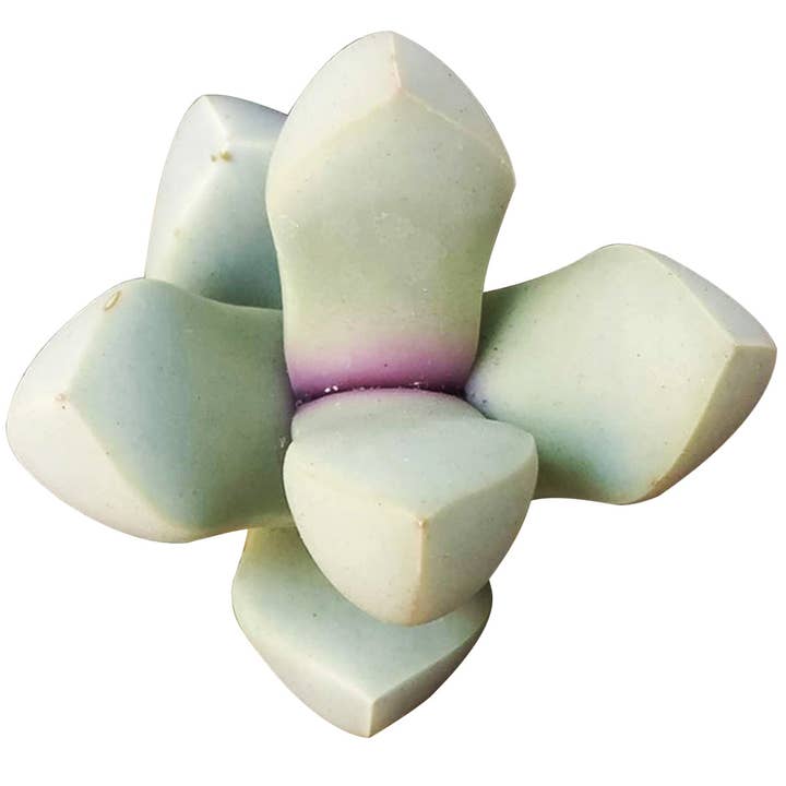 Best Plant Friend - Wholesale Succulent - Karoo Rose Lapidaria Margaretae - Live Succulents 2 in Pot