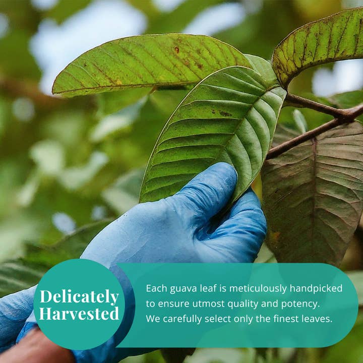 Akshit - Vente Thé en vrac - Feuilles de goyave séchées 2,6 oz | Tisane entièrement naturelle.5