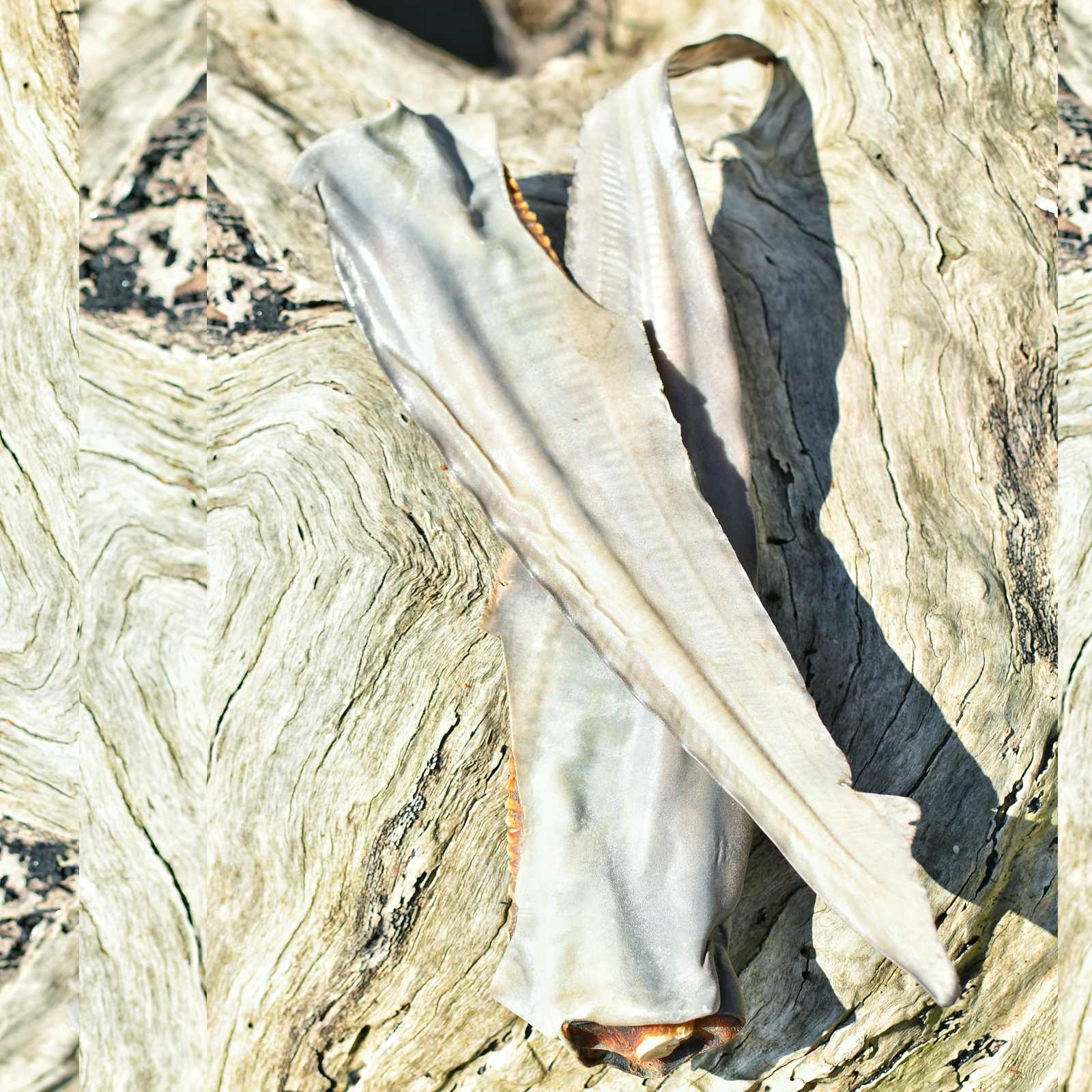 Rover Pet Products – wholesale Pet treats – Dog – Gone Fishn' - Shark Tails8