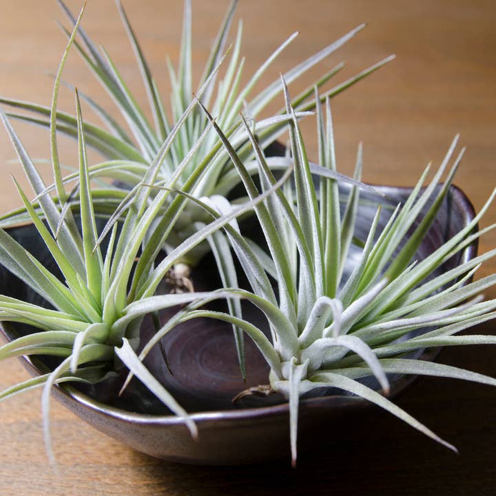 The Artizan Way - Wholesale Live Plant - Tillandsia Plagiotropica Purple Form | Live Air Plant