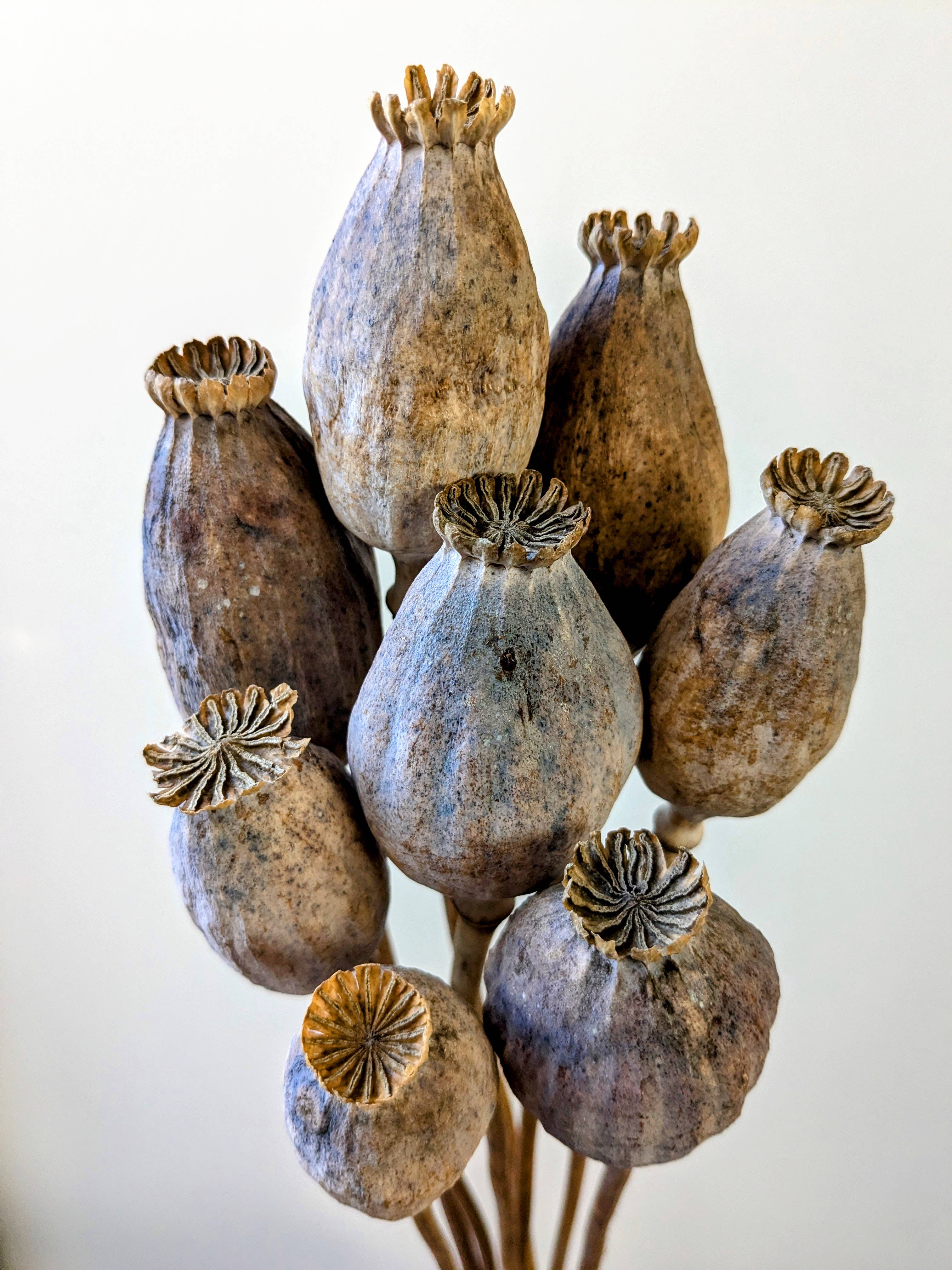 Daisy Gifts Ltd – wholesale Dried/pressed flowers – British Poppy Pods Bunch Large Brown for Floristry2
