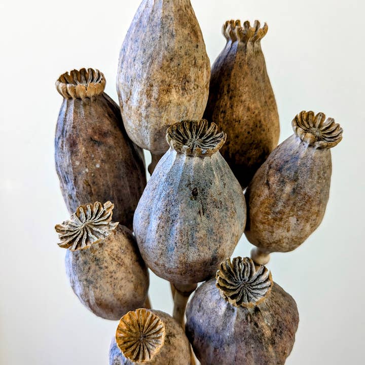 Daisy Gifts Ltd – wholesale Dried/pressed flowers – British Poppy Pods Bunch Large Brown for Floristry2