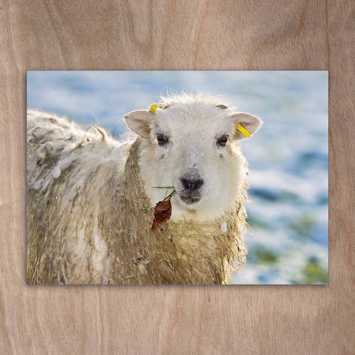 Cartolina Eye0114 Pecora Skudde Sheep Snow per la vendita all'ingrosso da parte di eye-comm