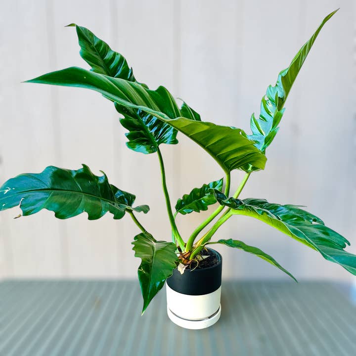 Plant Vault - Wholesale Live Plant - Philodendron Jungle Boogie
